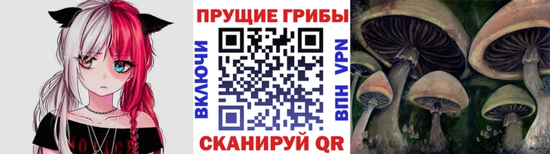 где купить наркоту Тогучин Псилоцибиновые грибы Psilocybine cubensis